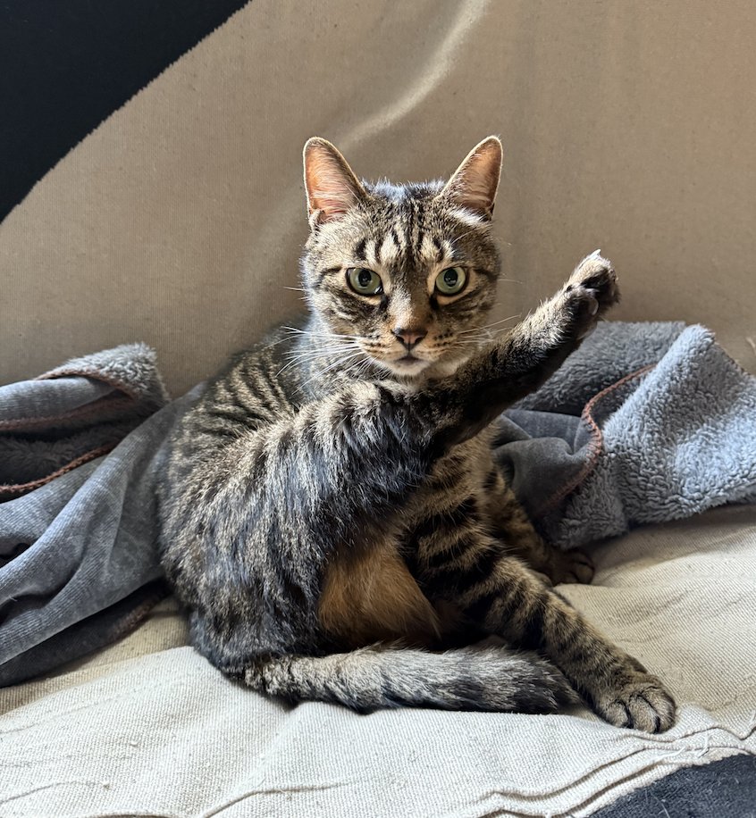 heartofwoods's tweet image. yes, mine smells like warm sunshine and a good boy