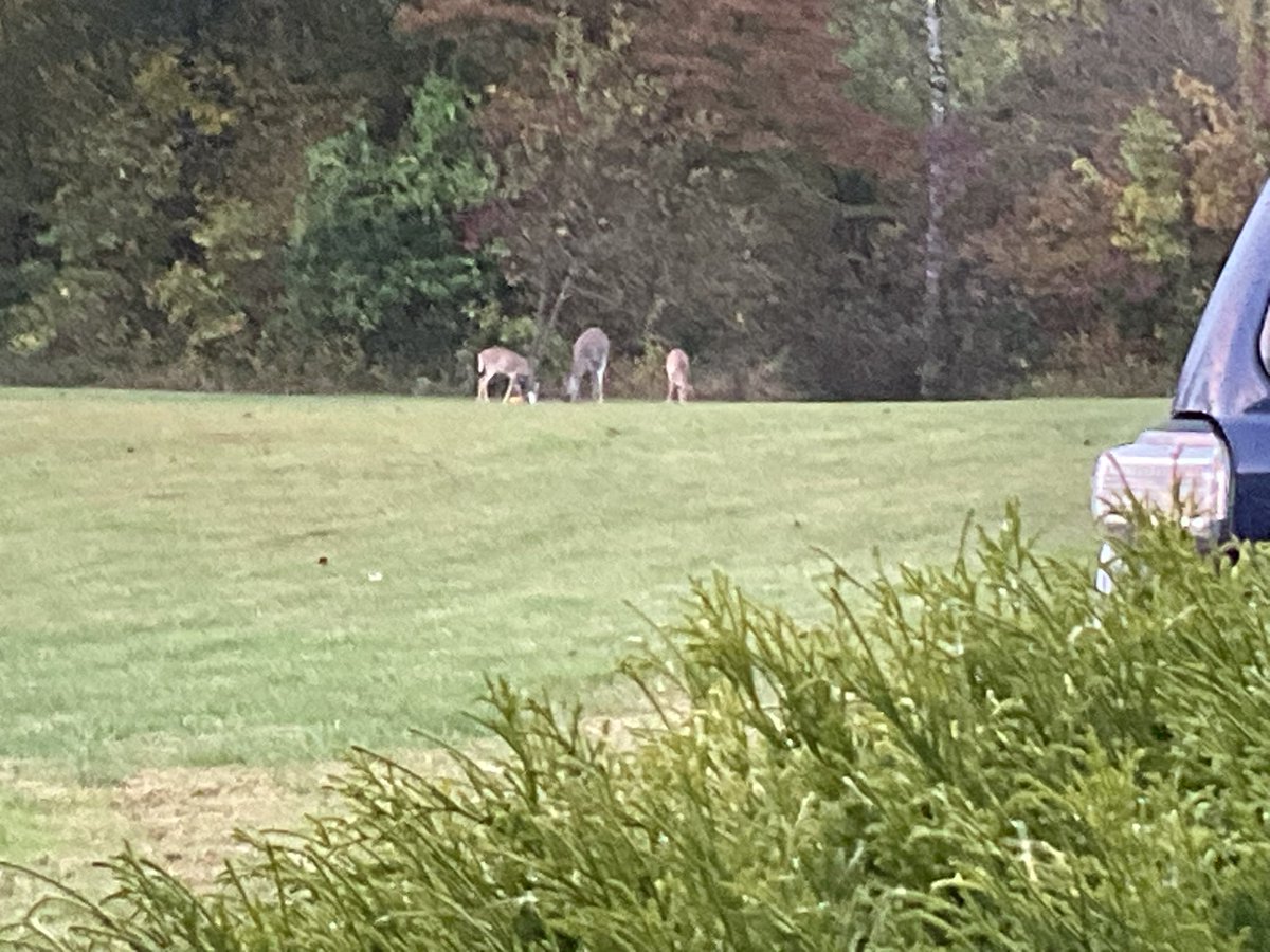 NASA_Tim's tweet image. It’s a fine drizzly front porch morning. Nice Bible study, deer and dogs.