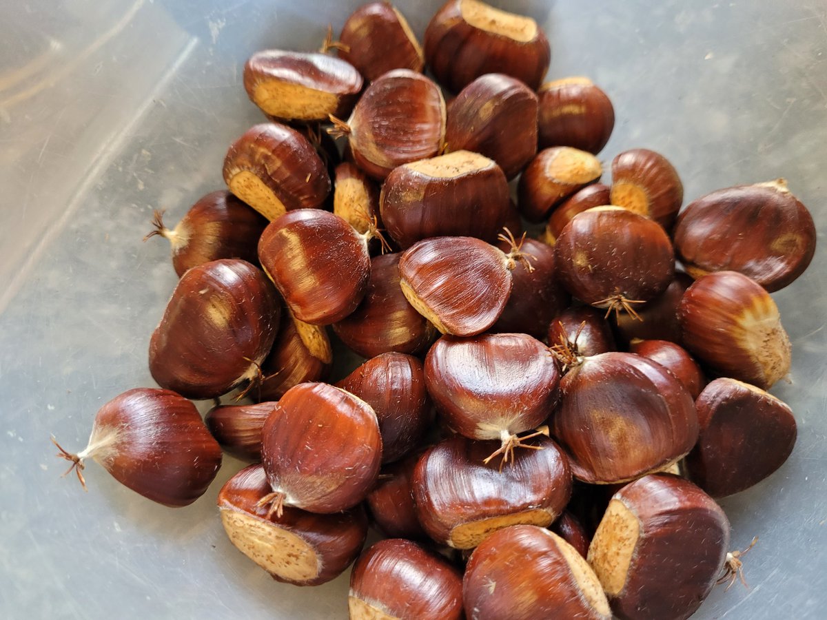 dovecotenursery's tweet image. So excited 😊  our very own sweet chestnuts. 😋 prickly little fellas but two trays on the table today 😀 #anglesey #local #seasonal #chef