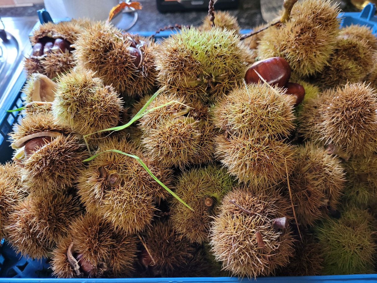 dovecotenursery's tweet image. So excited 😊  our very own sweet chestnuts. 😋 prickly little fellas but two trays on the table today 😀 #anglesey #local #seasonal #chef