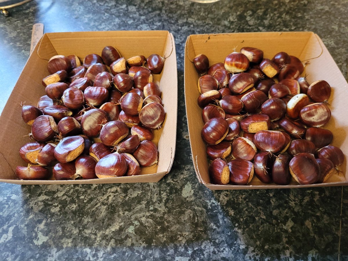 dovecotenursery's tweet image. So excited 😊  our very own sweet chestnuts. 😋 prickly little fellas but two trays on the table today 😀 #anglesey #local #seasonal #chef