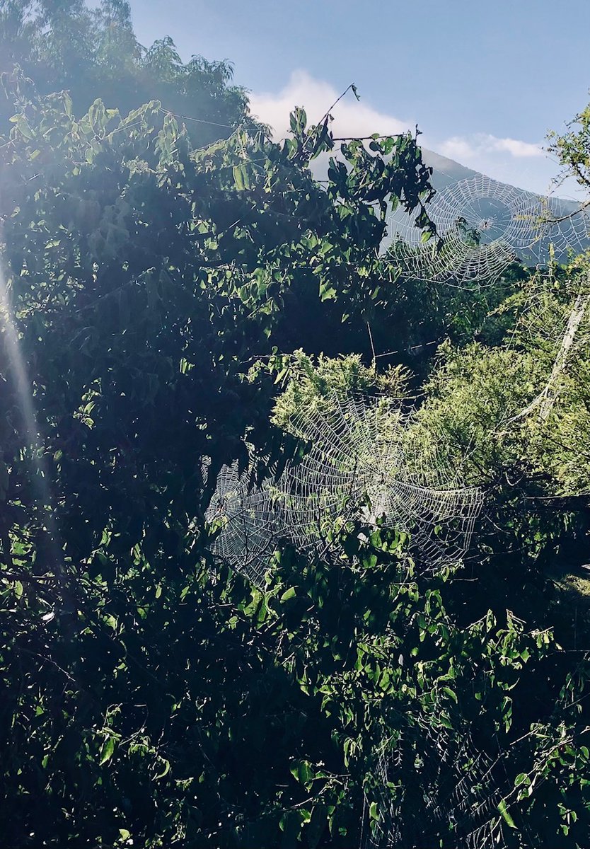 EarthEmpaths's tweet photo. @arealmofwonder Sun rising from my balcony, gossamer webs always delight this time of year. https://t.co/E9rw3QH1E6