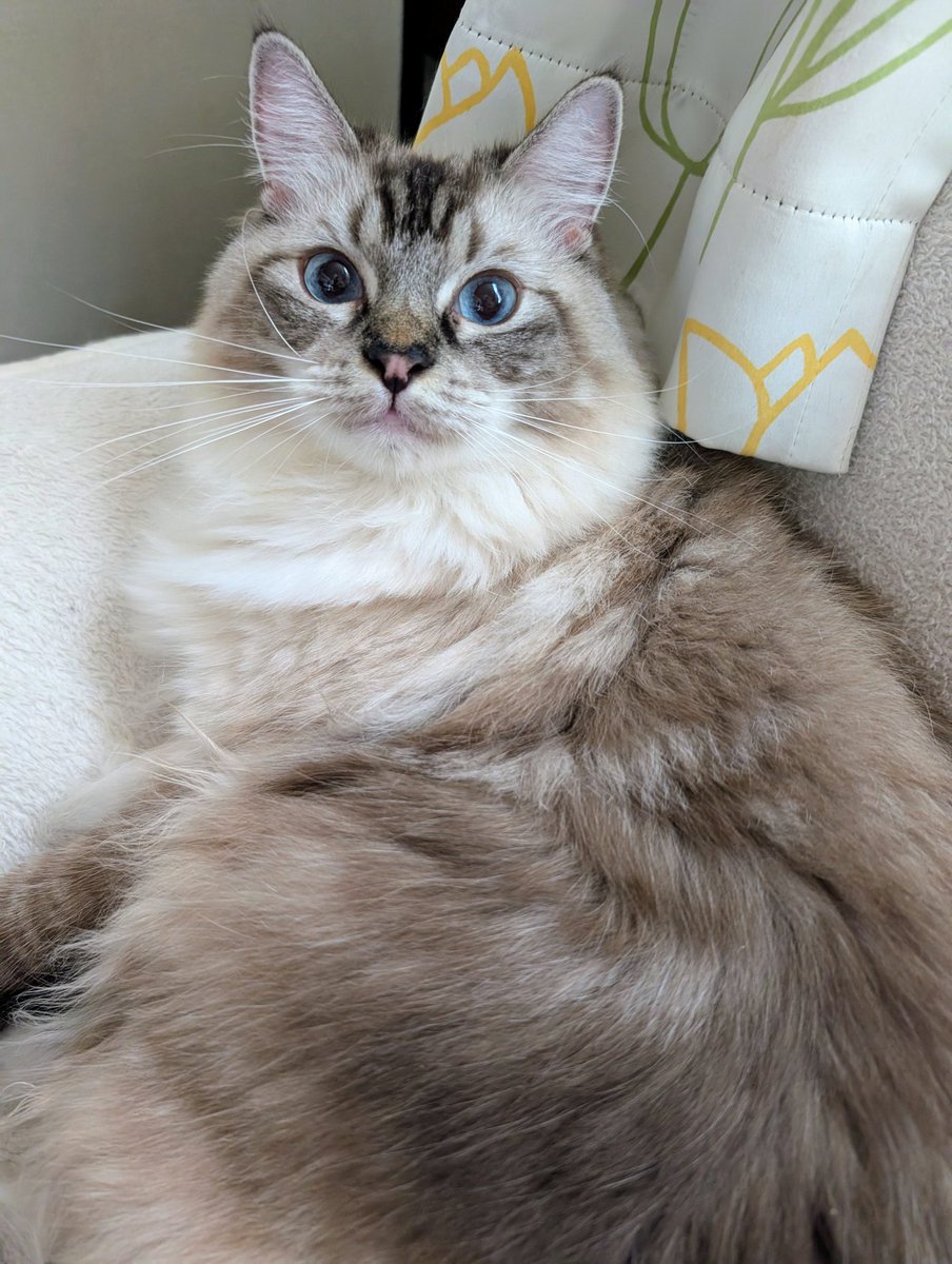 seal_point_cats's tweet photo. くりくり👀
#猫好きさんと繋がりたい #ラガマフィン https://t.co/o1dHj7vY05