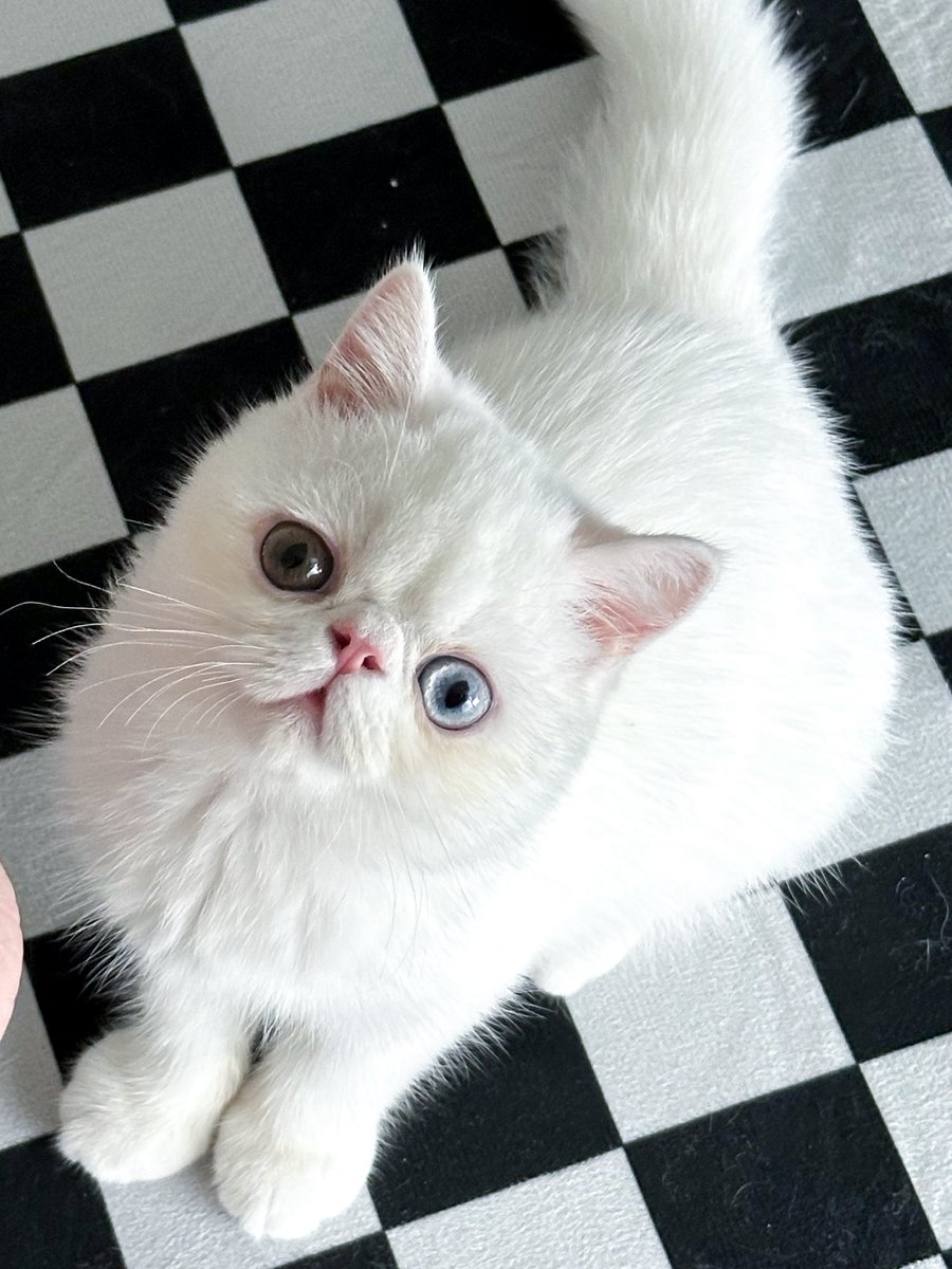 coconut_miracle's tweet photo. かわいいこが家で待っててくれるから、切実にはやく帰りたい

#エキゾチックショートヘア 
#猫のいる暮らし
#猫好きさんと繋がりたい https://t.co/MV6rG83gGl