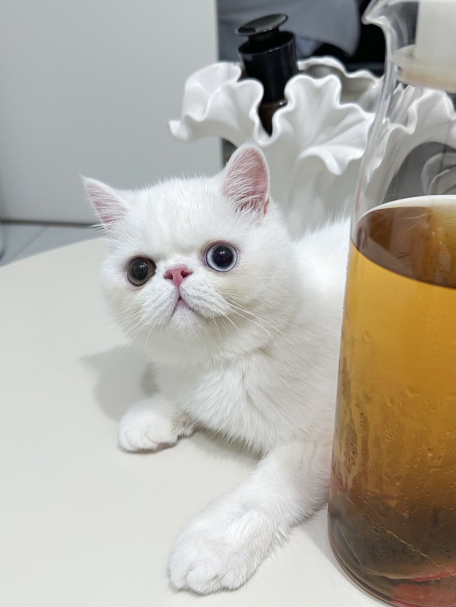 coconut_miracle's tweet photo. かわいいこが家で待っててくれるから、切実にはやく帰りたい

#エキゾチックショートヘア 
#猫のいる暮らし
#猫好きさんと繋がりたい https://t.co/MV6rG83gGl