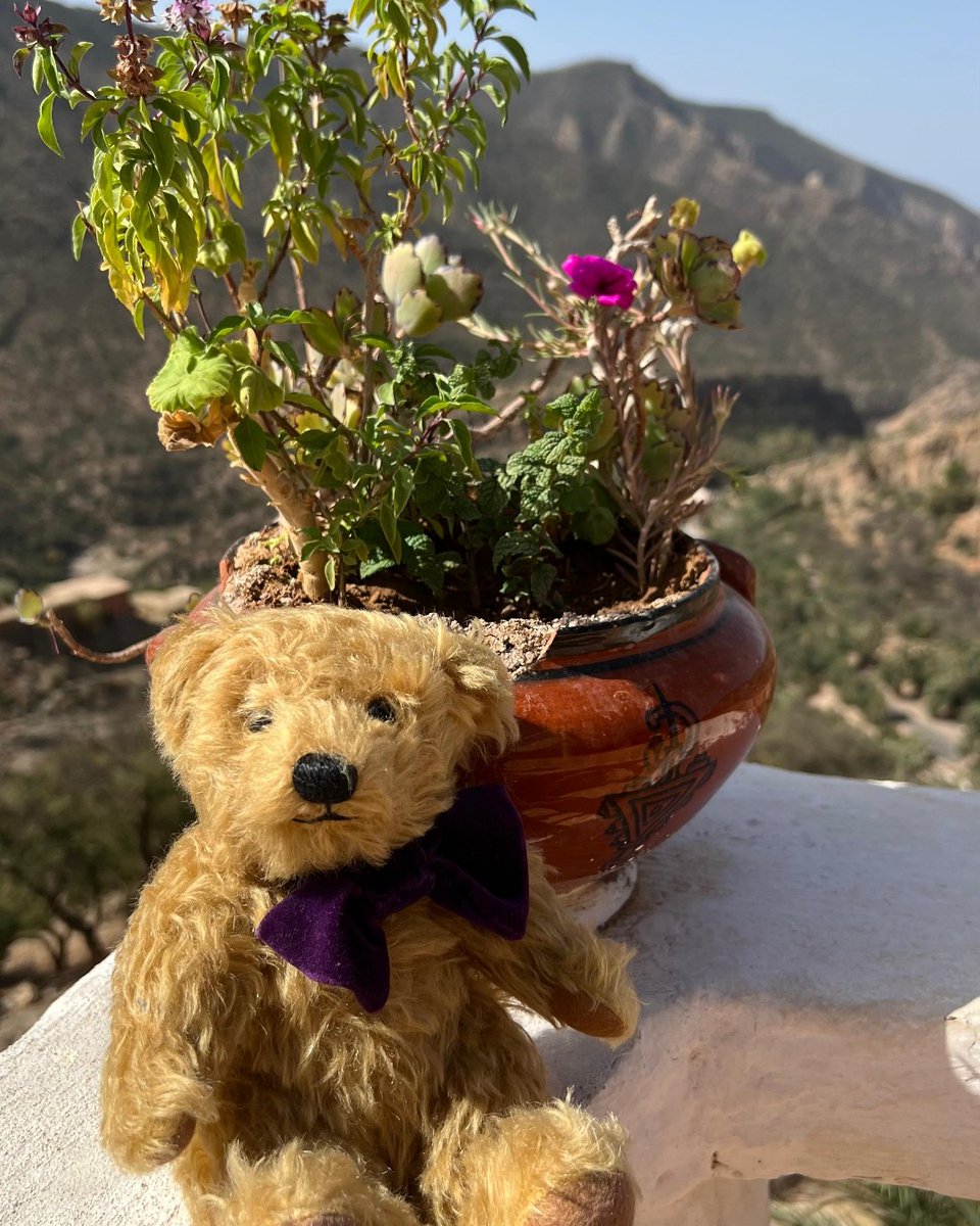 How’s that for a view? 😍 Arthur Bear certainly thought so when he visited the incredible Lower Atlas Mountains and saw Paradise Valley on his Morocco trip! 

Where will his exploring take him next? 👀

#ArthurPrice