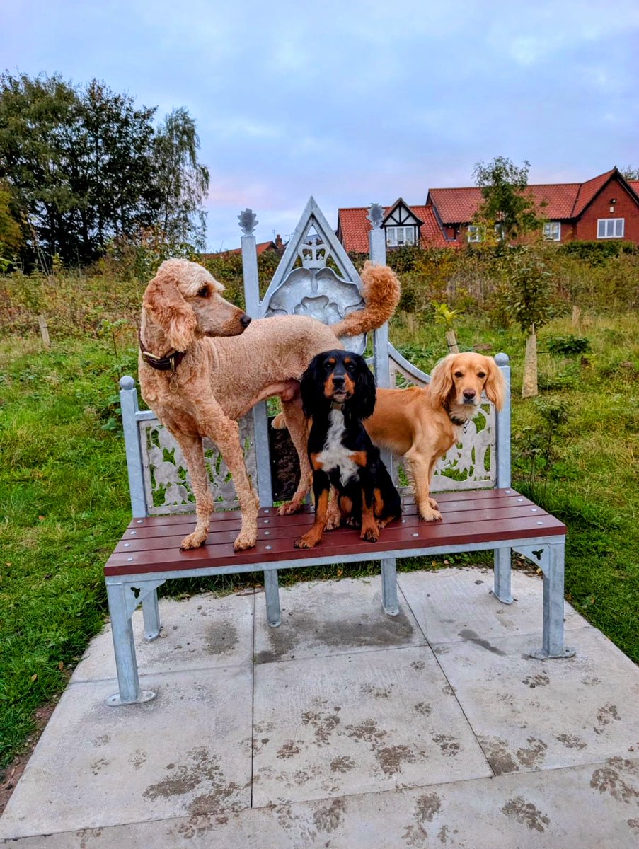Olly and River the Working Cocker Spaniels tweet media