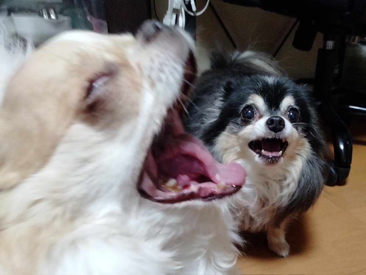 えちごやページ えちごやとちわわ (@echigoyamoke) / X