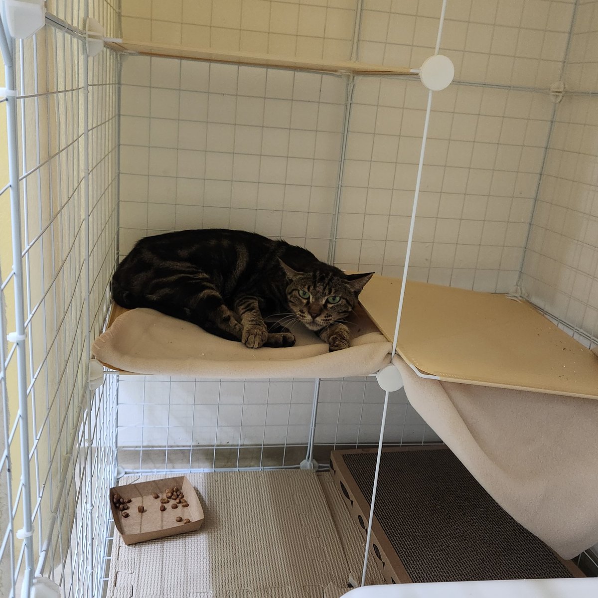 쌔씨 new home💕에 매트리스 공사 해드렸어요✨️ 무너진 3층 바닥은 병원 가실 때 보수해드리는 걸루....