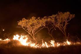 tirishreddy's tweet photo. #AmazonFires in 2024 released a record 791M tons of CO₂—equal to Germany’s annual emissions. Fire-driven forest degradation now beats deforestation as the main threat, pushing the Amazon closer to a climate tipping point. Urgent action needed! #ClimateCrisis https://t.co/Ja2ozmVWbv