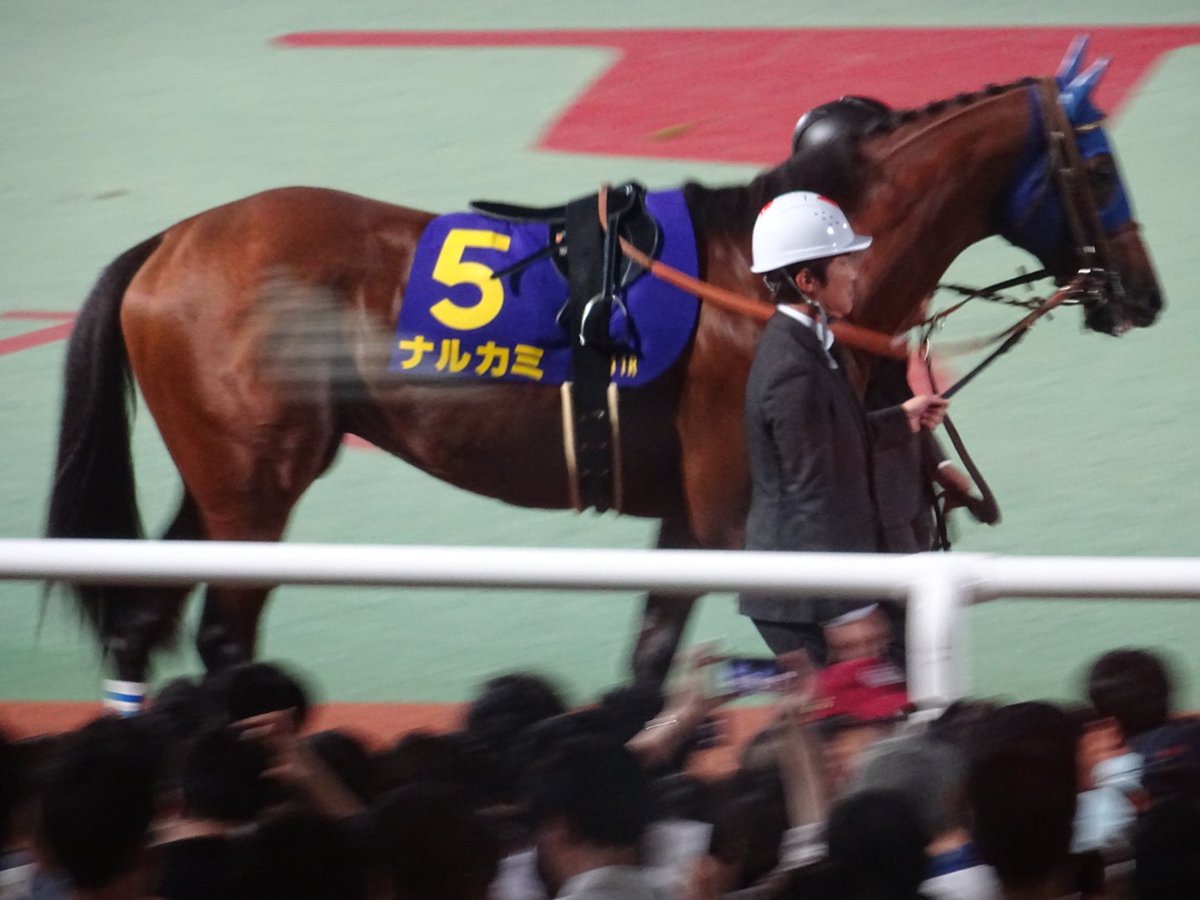 ashigekeiba's tweet image. それでは本日の写真少し貼ります

まずはジャパンダートクラシック勝ったのはナルカミでした！これはかなり強かった！