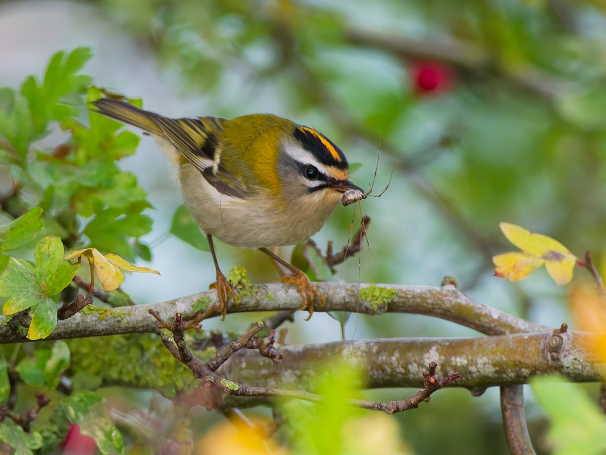 birdmanpaul's tweet photo. Firecrest at Freiston shore this morning https://t.co/d4Gz4Mi2Wt