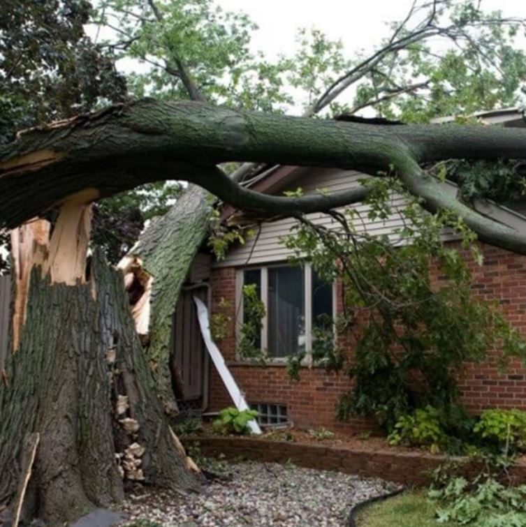 NLoppers's tweet image. Quick &amp;amp; reliable Emergency Tree Service North Shore by North Shore Tree Loppers! We clear fallen or dangerous trees safely, anytime you need. 🌲

👉 Read more : gamerlaunch.com/community/user…

#TreeRemoval #NorthShore #EmergencyTreeService #TreeLoppers