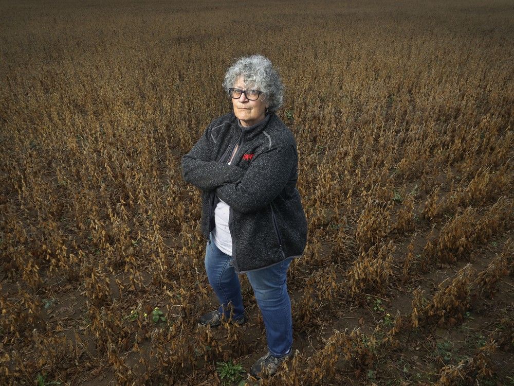 Fall harvest revealing dry summer's toll on Ottawa-area farmers ottawacitizen.com/news/dry-summe…
