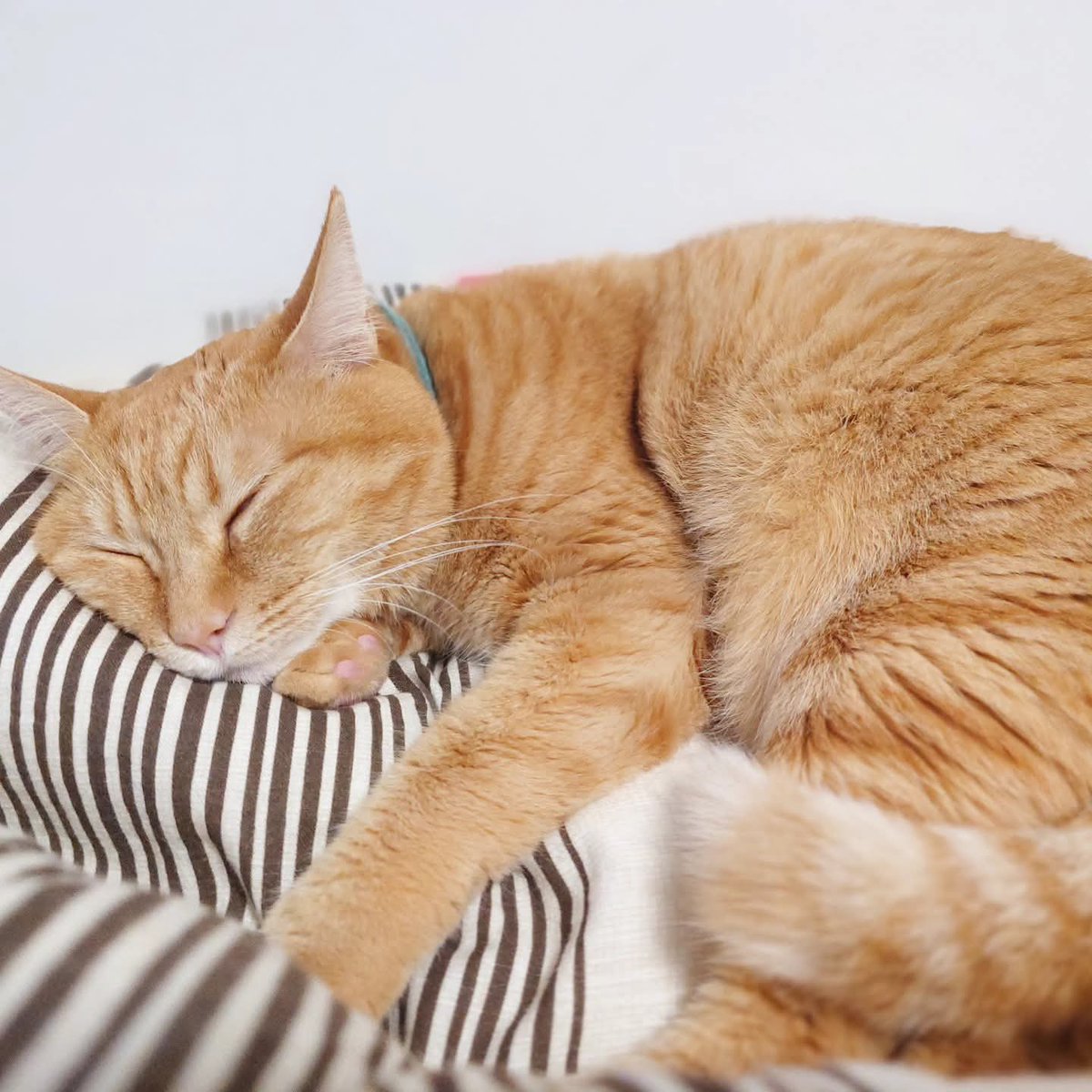 ネコ好きさん Forestcat on X: 