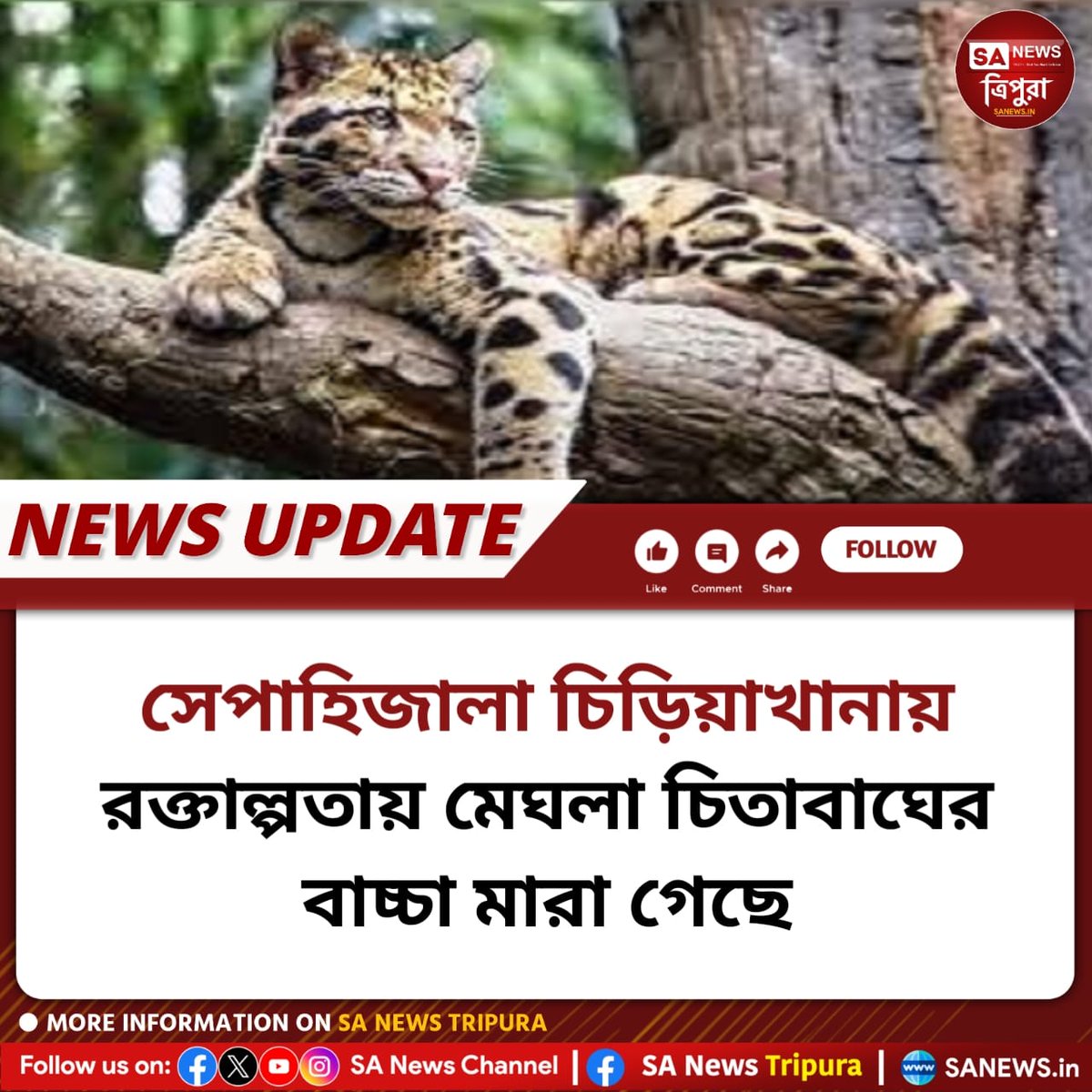 SanewsTripura's tweet image. ৮ অক্টোবর: সেপাহিজালা চিড়িয়াখানায় হাতে লালিত একটি মেঘলা চিতাবাঘের বাচ্চা রক্তাল্পতায় মারা গেছে। পরিচালক সিদ্ধার্থ দেববর্মা জানিয়েছেন, চিকিৎসার পরেও বাচ্চাটিকে বাঁচানো যায়নি।
#sanewstripura #cloudedleopard #zoo #wildlifeconservation #endangeredspecies #wildlifeprotection