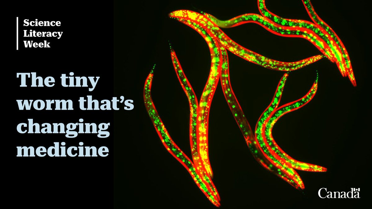 CIHR_IRSC's tweet image. From sea to space, even the smallest species can help unlock big health insights, like this worm helping researchers answer questions about aging, stress, cancer and more: cihr-irsc.gc.ca/e/54336.html?h… 

#SciLit