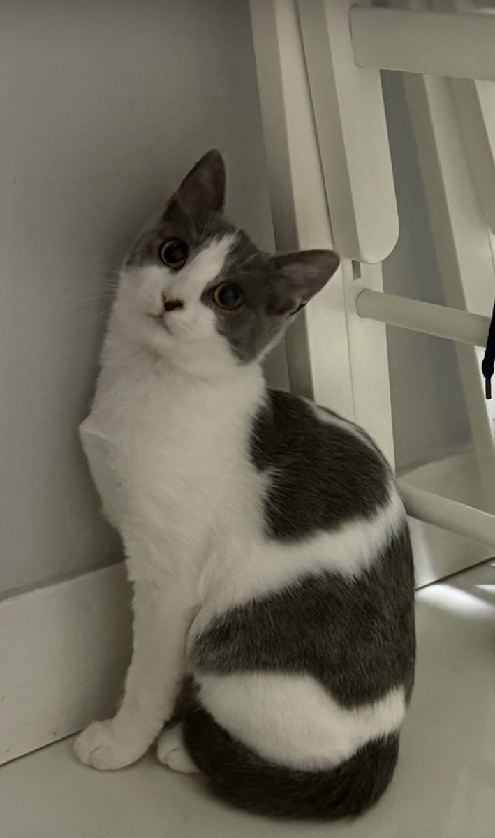 İstanbul - Küçükçekmece
Öncesi / Sonrası
Şimdi bu güzel çocuk ömürlük yuvasını arıyor. Hikayesini aşağıya bırakıyorum ❤️
İletişim: <a href="/slymndgnnnnn/">süleyman doğan</a>