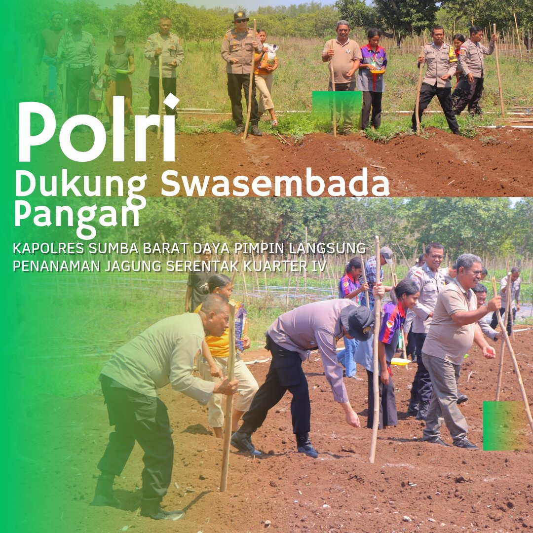HumasSbd_'s tweet photo. Polri Dukung Swasembada Pangan 
Kapolres Sumba Barat Daya Pimpin langsung Penanaman Jagung serentak Kuarter IV
.
#polriuntukmasyarakat #polridukungswasembadapangan #polridukungprogrampemerintah #humaspolressumbabaratdaya https://t.co/urHPnijRTP