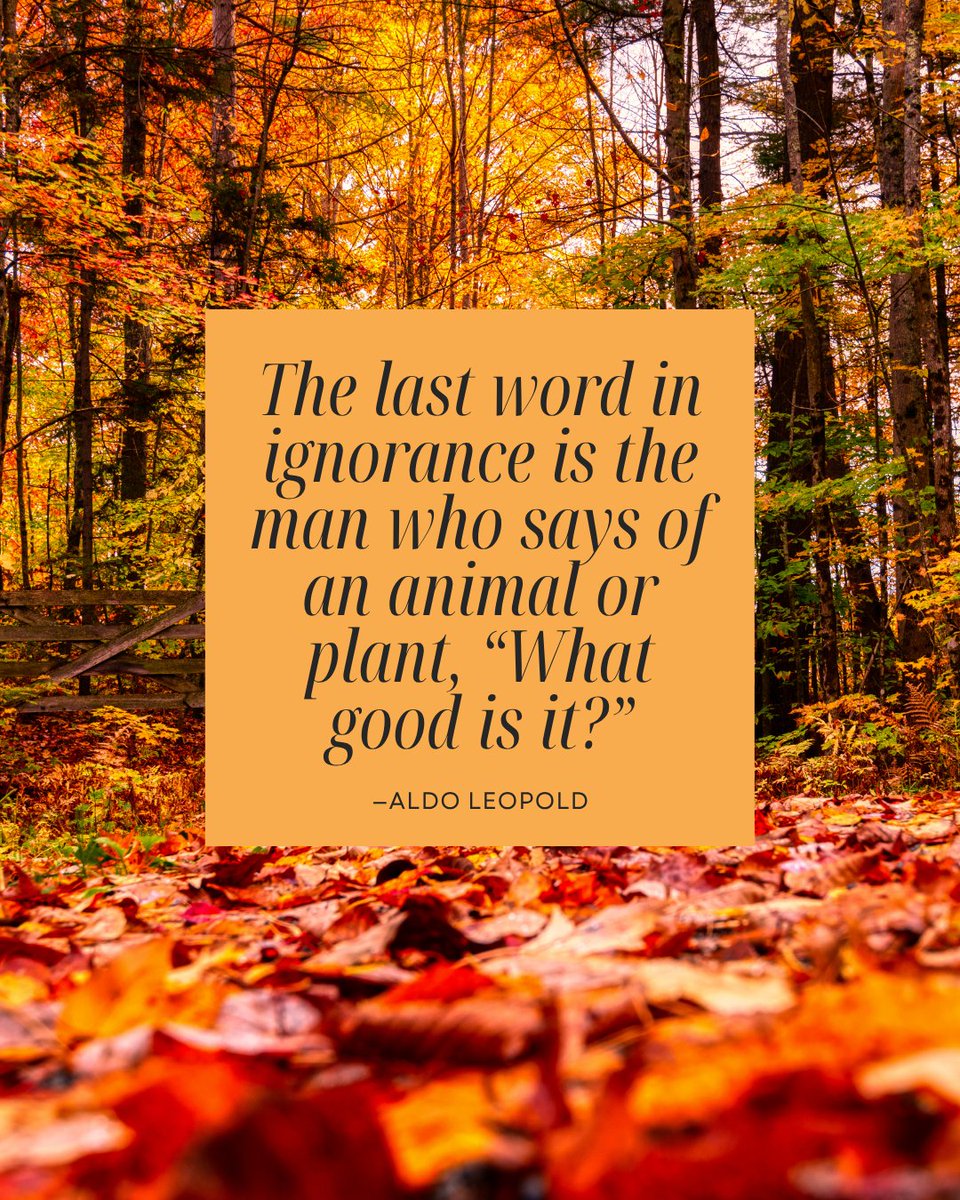 AldoLeopoldFdn's tweet photo. “The last word in ignorance is the man who says of an animal or plant, 'What good is it?'” ― Aldo Leopold, Round River, A Sand County Almanac

#WednesdayWisdom #AldoLeopold #SandCountyAlmanac https://t.co/PySkP51cil