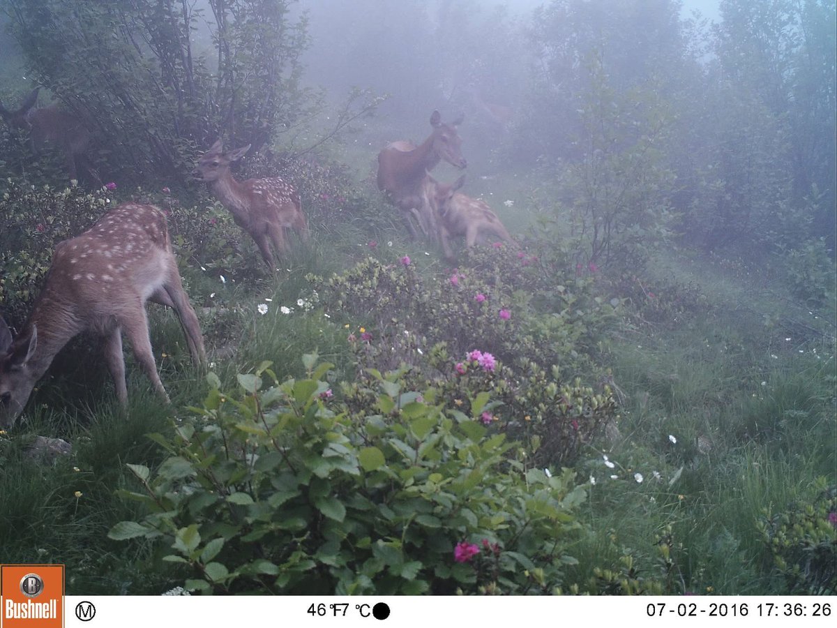 trailcam (@trail_cams) on Twitter photo 