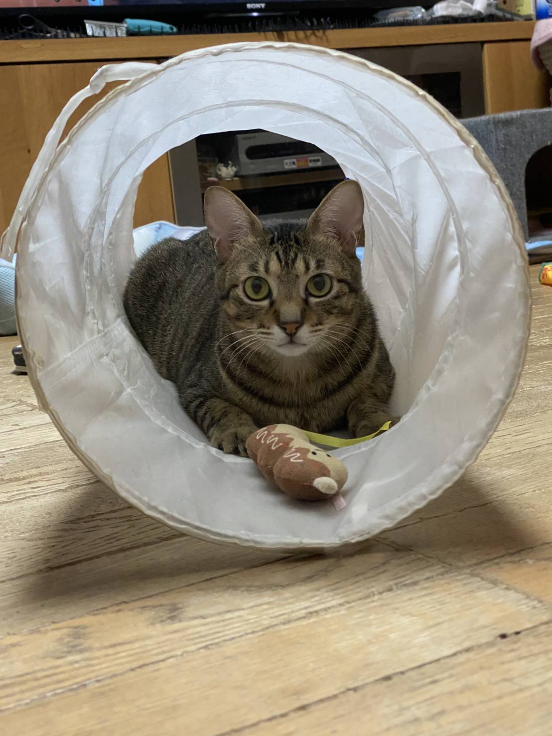 三毛猫 (@NsHfmWvuPqJJ66s) / X