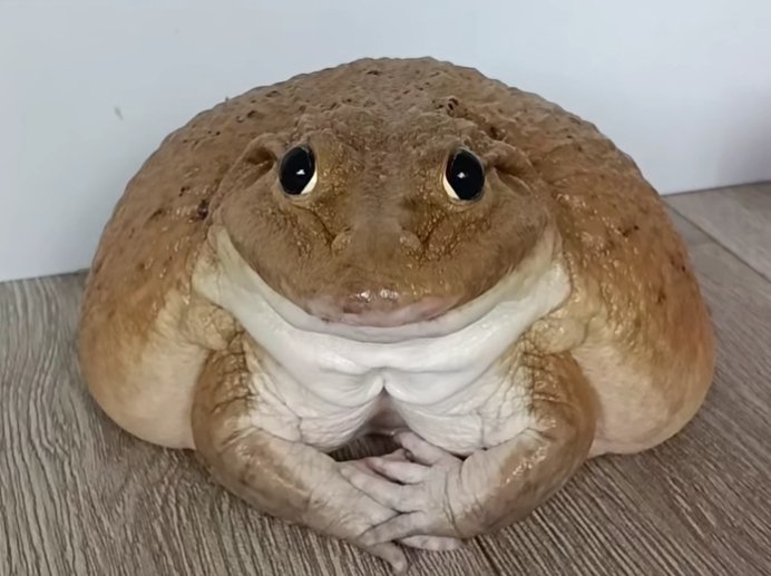 inkblotistan's tweet image. 