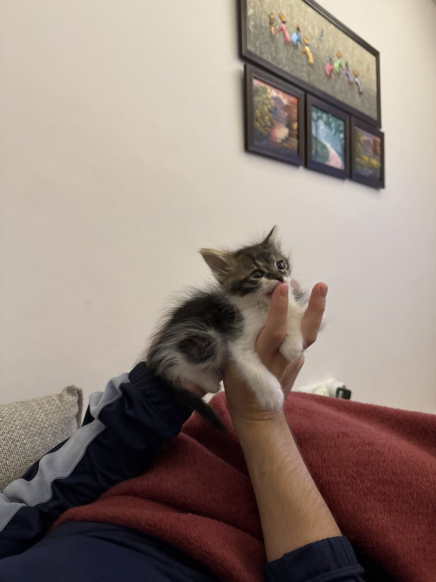 Bu güzel kız, gözleri kapalıyken sokaktan alındı ve ölümden döndü. Biz de bir süredir evimizi açtık fakat alerjik nedenlerden dolayı bizimle daha fazla kalamayacak, oyuncu ve dokungaç biri 💜<a href="/minkominkom/">Murat K.</a> <a href="/pittyperest/">Pitperest</a> <a href="/goddogii/">Asena</a> <a href="/aysun6676/">patisever 🐾🐱🐶</a> <a href="/berkozdemiirrr/">berk</a> <a href="/bebopingu/">Pingu ve Bebo</a> <a href="/esritesrotesra/">Esrit</a>