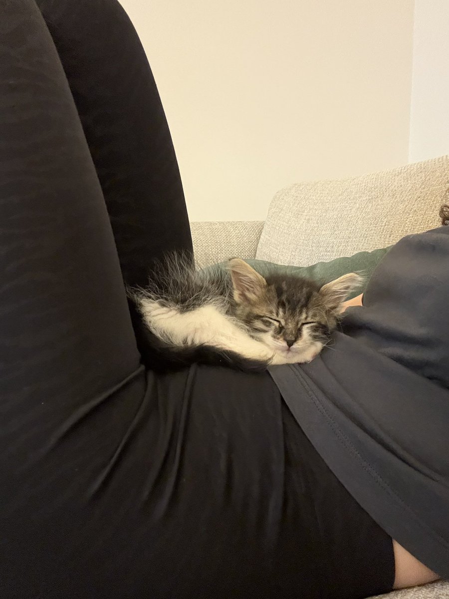 Busrakts's tweet photo. Bu güzel kız, gözleri kapalıyken sokaktan alındı ve ölümden döndü. Biz de bir süredir evimizi açtık fakat alerjik nedenlerden dolayı bizimle daha fazla kalamayacak, oyuncu ve dokungaç biri 💜@minkominkom @pittyperest @goddogii @aysun6676 @berkozdemiirrr @bebopingu @esritesrotesra https://t.co/zM6cYJhKBm