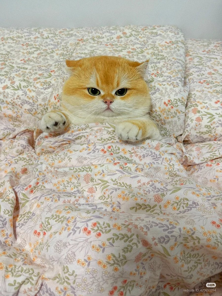 nocontextscats's tweet photo. cuddle time https://t.co/CzxJKXhSiw