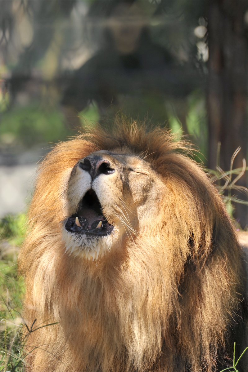 植樹マン「いのちの森の使者」 植樹マン「いのちの森の使者」 Sly Morikawa
