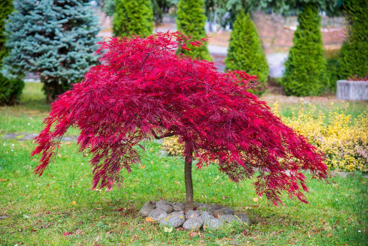 thatdeadgorilla's tweet photo. @TayvisHaze Japanese Maple representation ✊ https://t.co/5AVHP6Sn73