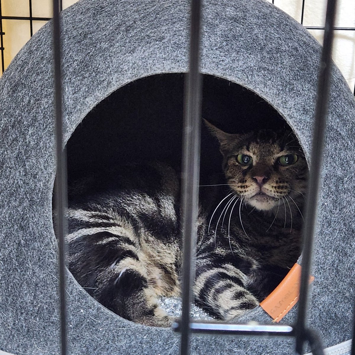 쌔씨 성질머리 너무 드러워서 이름을 softy💕(소피)로 바꾸기로 했어요.... 소피의 가족찾기 대모험을 응원해주세요