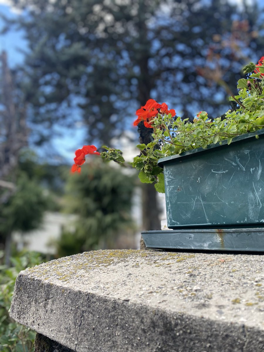 Sonia Zuccaro tweet media