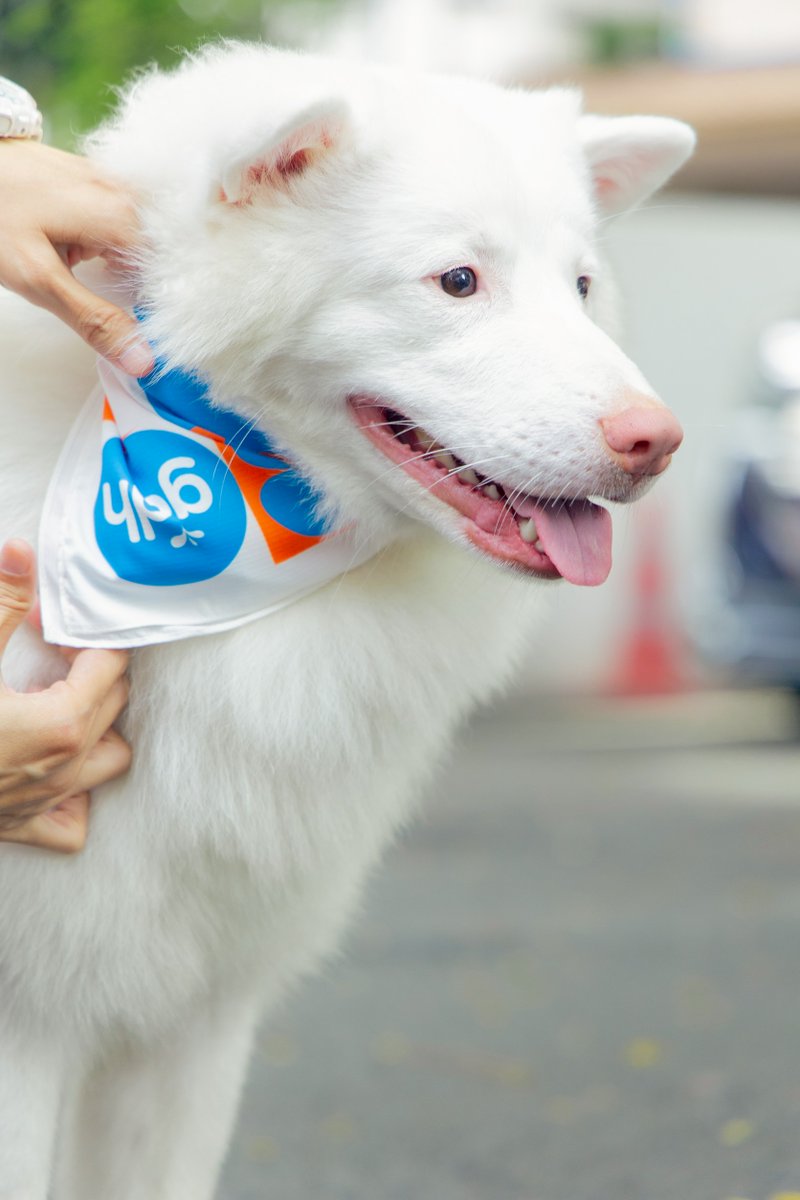 🔴 เป็นบ้อกแบ้ก 🐶🤍  'GDH' เริ่มแล้ว! เปิดกล้อง "โกฮัง" ภาพยนตร์ที่รักแท้มี 4 ขา ของ 1 หมา 3 เจ้านาย

#GohanMoviefamily #tontawan #JAONAAY 
---------------‐----------------------------------

จินา โอสถศิลป์ ประธานเจ้าหน้าที่บริหาร บริษัท จีดีเอช ห้าห้าเก้า จำกัด