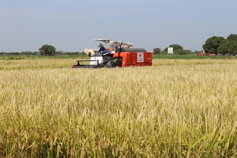 XHNews's tweet photo. Since a team of Chinese experts, part of the Agricultural Technical Assistance Mission of China to Chad, arrived in Chad in 2006, rice varieties in the country have been optimized with ever-increasing quality and harvest https://t.co/KyeYbsNYPA #HelloAfrica https://t.co/LzHWBgpnkQ