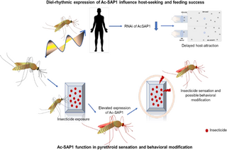 Our  study uncovers AcSAP1, a dual-sensing protein in Anopheles culicifacies linking host-seeking behavior &amp; insecticide detection. A breakthrough toward next-gen, behavior-based vector control tools. Read the full article here: 
journals.plos.org/plosone/articl…
naturalsciencenews.com/article/15016