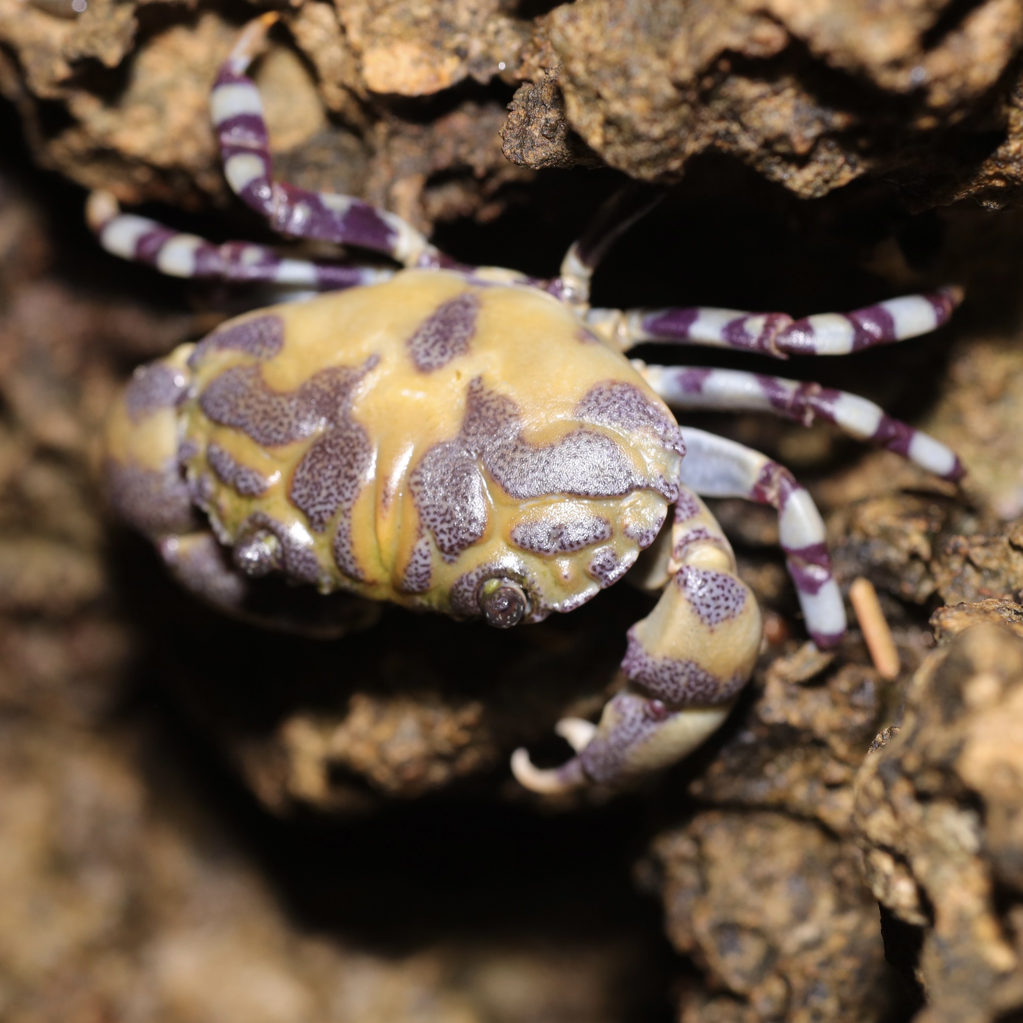 新品 美品 spindleshanks crab カニ 新品 美品 spindleshanks crab