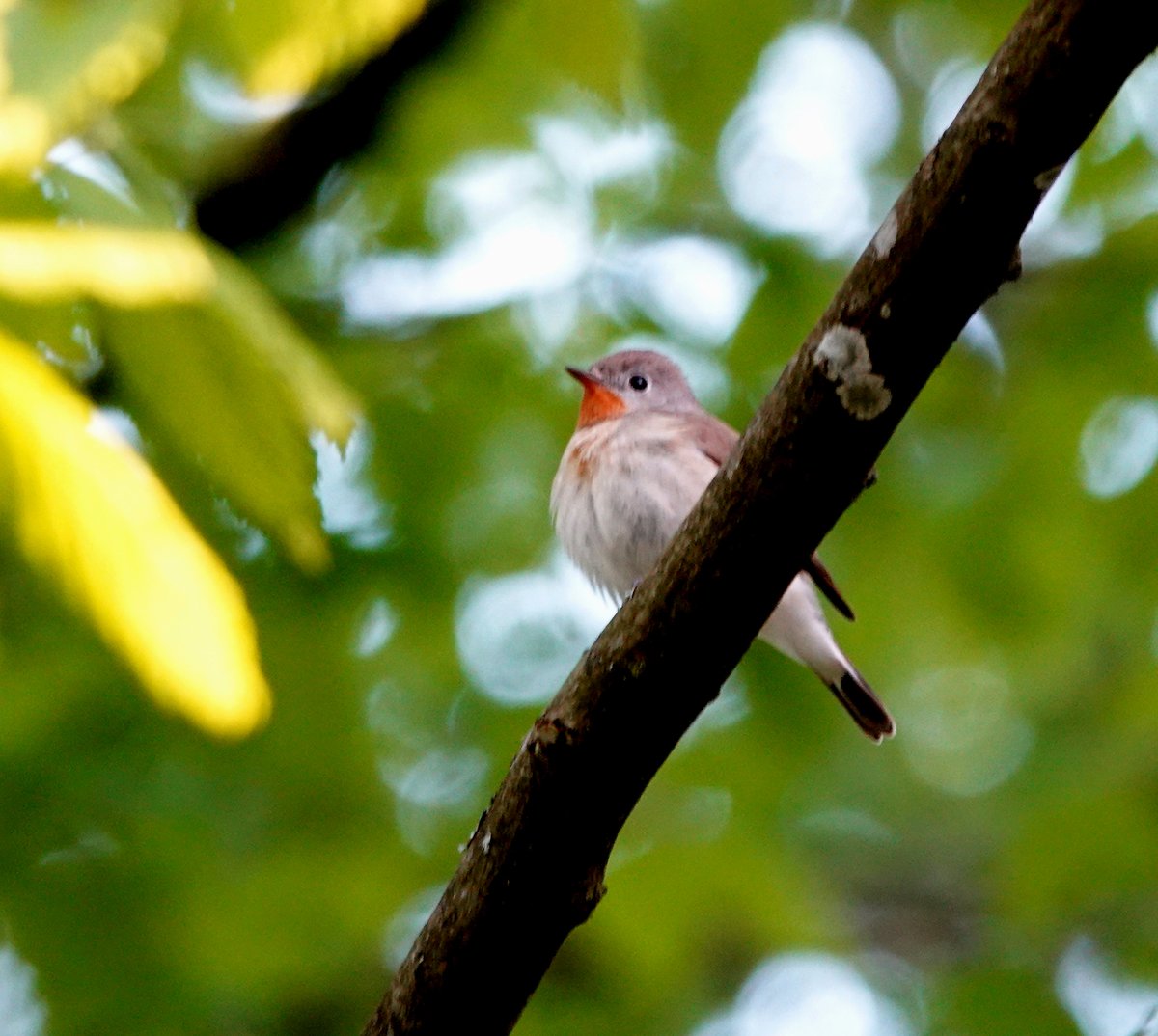 Red-breasted Flycatcher near Czerlonka, Podlasie, Poland. Even on the breeding grounds, a lot of the singing birds are first summer birds that don't have a red breast, so to get a full adult male is always a treat!
