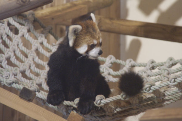 レッサーパンダ シセンレッサーパンダ | 動物図鑑 | ZFC.jp