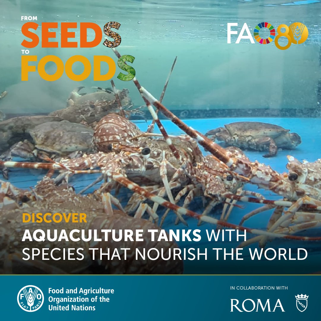 Celebrate 80 years of <a href="/FAO/">Food and Agriculture Organization</a> at the From Seeds to Foods Exhibition!

Explore aquaculture tanks among many other displays that sustain people and the planet, and discover how aquaculture is nourishing the world❗️

🗓️ 10–13 Oct |📍Rome, Porta Capena
👉 fao.org/seeds-to-foods…

#FAO80