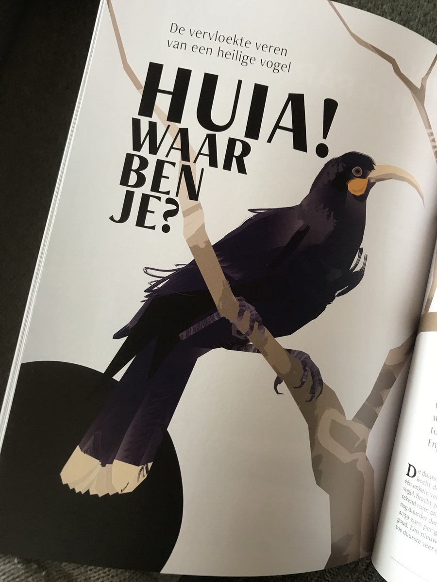 Wist je dat… In Fwiet in elke editie een vogel aan bod komt die van onze aardbol verdwenen is?
In editie Akker vertelt historica Anne Peeters het verhaal van de huia. In Fwiet 9 staat de dunbekwulp centraal. BESTEL! fwiet.be