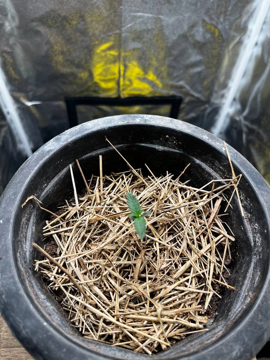 caducultiva's tweet photo. Ciclo orgânico, cerca de 5 dias desde que coloquei a semente na terra, até agora não reguei, primeira rega deve ser de água pura mesmo, animado pra essa genética de THCV hehehe

Devo preencher com mais substrato pra dar mais estabilidade pro caule dela https://t.co/Jgeq3fL89L