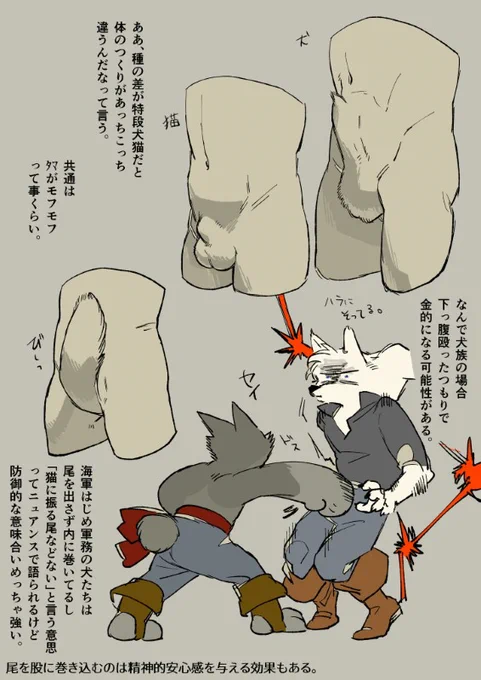 ビビってる事を悟らせないためにも中巻してる。
これは連載前に描いてた雄の犬猫下半身事情(ただの設定と言うかメモ描きんなんだけど一応ぼろんなので注意)体の作りが色々違うし犬海軍もおっぽ撒いてる。精神的に落ち着く効果あるのと出してるより安全だし防御面の意味もでかい。 #シランド小話 