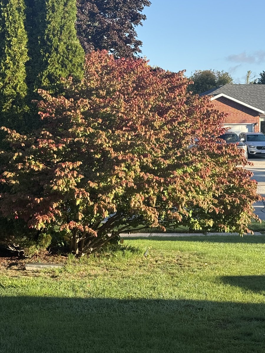 Looked outside my house and saw this <a href="/JasonKelce/">Jason Kelce</a> 😂😂😂🤣🤣🤣