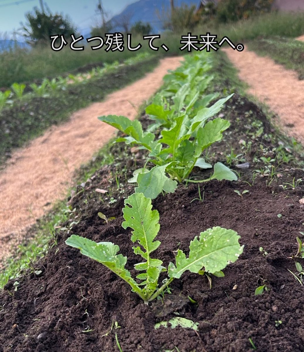 大根の間引き完了🌿
本葉がそろってきたタイミングで、勢いのある1本を残しました。
競い合いの季節を終えて、のびのび育つステージへ。
次のタイミングで、米ぬかをまいて菌たちにもごちそうを🍚

#大根 #間引き #自然栽培 #よねだ農園 #滋賀