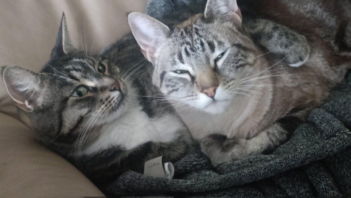 Hallo Freunde, wir hoffen ihr habt eine schöne Woche trotz des Wetters. Die Fellnasen sind alle wohlauf. Ist schon interessant, toben tut Kasimir mit Maya. Kuscheln tut er aber dann mit Lilly oder Lotte. Hier mit Lotte. Passt auf euch auf. 😺😺😺😺😃