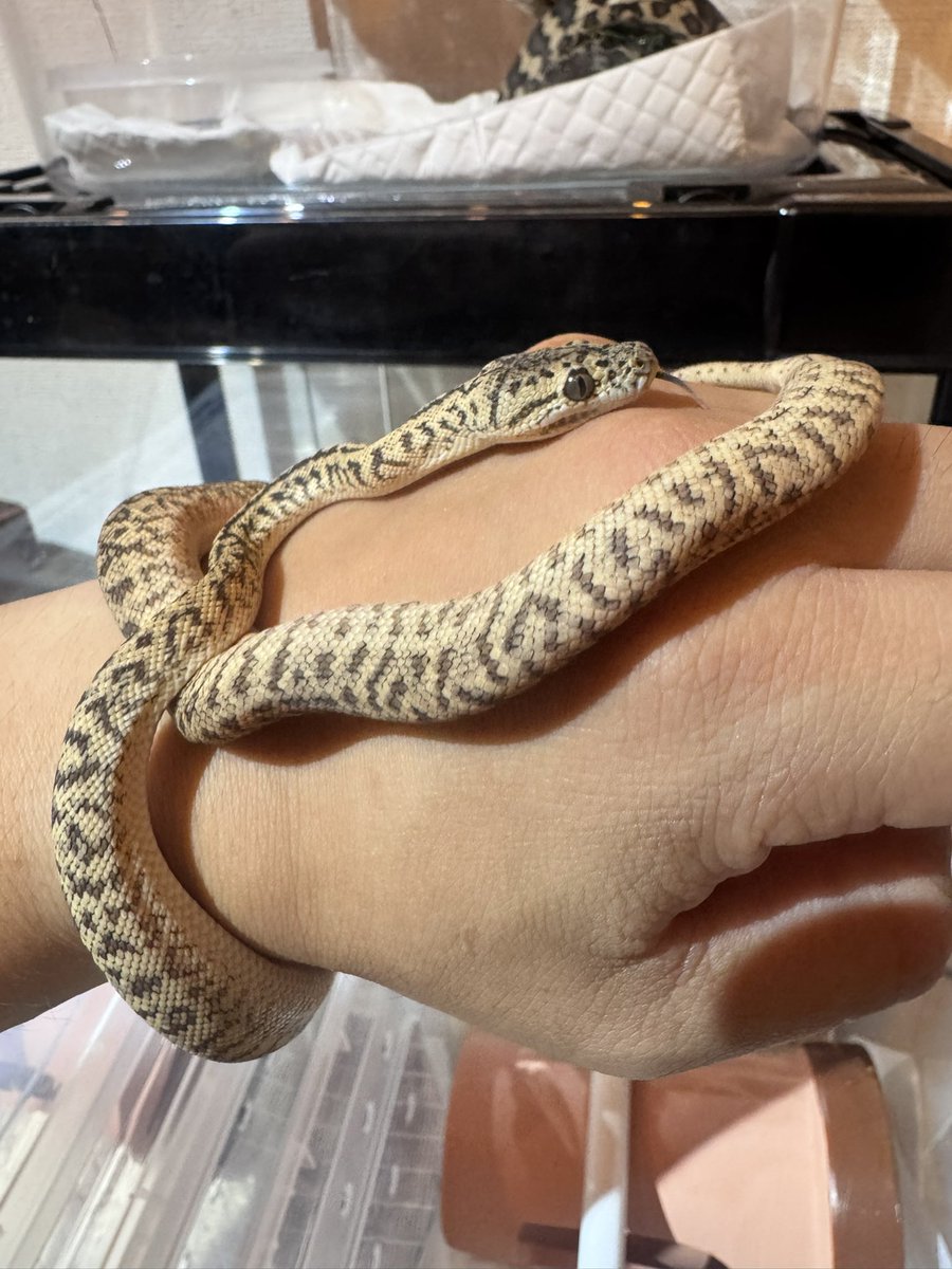 ryo_python's tweet image. とんぶり市で@tnpythons さんからカーペットを2匹購入させていただきました。
夢がある子達を買わせてもらったので焦らず大きくしていきます！