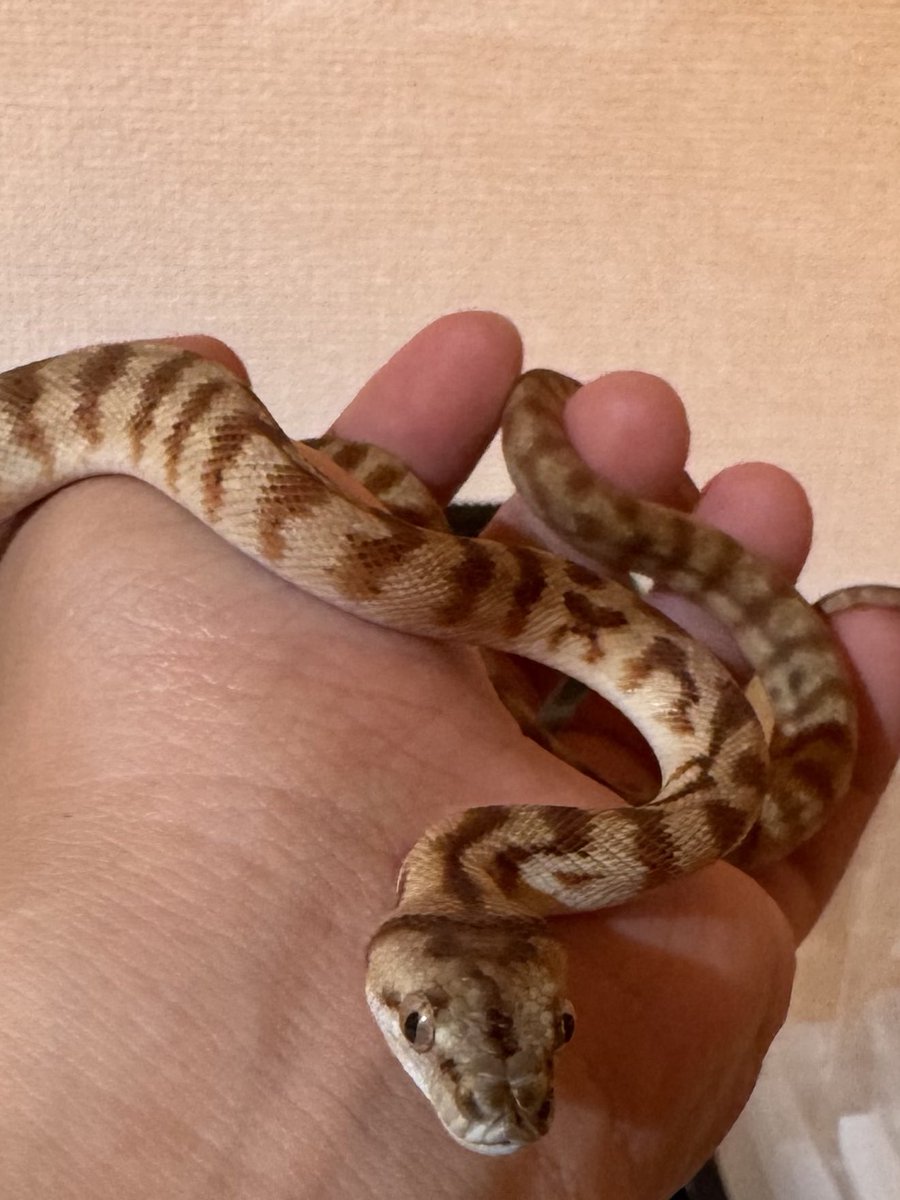 ryo_python's tweet image. とんぶり市で@tnpythons さんからカーペットを2匹購入させていただきました。
夢がある子達を買わせてもらったので焦らず大きくしていきます！