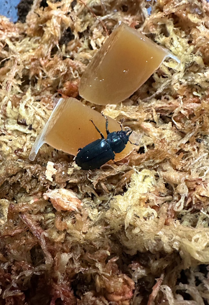 カブクワオタク カブクワオタク カブクワオタク MGM (@KasaimgmMgm) / X